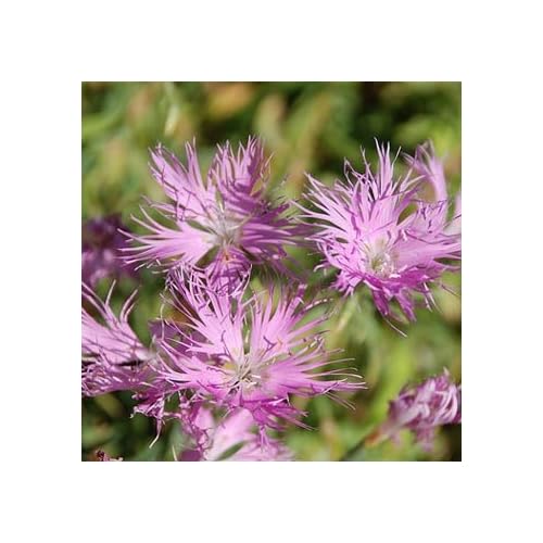 Pink Vine Flower Sweet T Available In 3