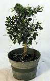 517bZVIoLsL. SL160  Mini Fukien Tea Pre Bonsai Tree   Carmona   4 Pot   Indoors