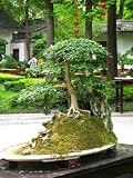 Trees Alberi Bonsai 04 - 36