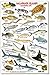 fishcardscom Galapagos Islands Marine Life ID Card