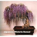 Blue Japanese Wisteria Vine 5 Seeds - Hard to Find!