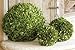 Preserved Boxwood Ball