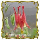 1 Oz Wild Columbine (Aquilegia canadensis) Bulk Wildflower Seeds