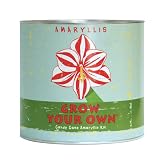 Grow Your Own Holiday Candy Cane Amaryllis Kit
