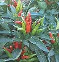 Thai Hot Pepper 50 Seeds