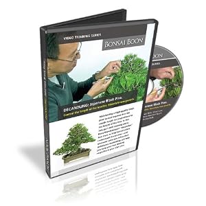 Bonsai Training Video. DECANDLING: Japanese Black Pine by 