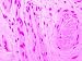 Day 4 to 14 Proliferative Uterus X40 Glycogen Photographic Poster Print, 16x12