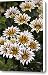 Gazania Gazania Sp Big Kiss White Flame Canvas Print / Canvas Art - Artist VisionsPictures