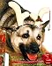 Christmas Rudolf Costume Reindeer Antlers For Pet Dog