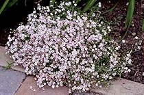 8 Pink Creeping Babies Breath Plants - Gypsophila-SALE*