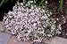 8 Pink Creeping Babies Breath Plants - Gypsophila-SALE*