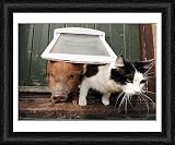 Framed Prints of Micro Pigs And Their Friends from Barcroft Media