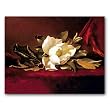 The Magnolia Flower - Box Set of 12 Greeting Cards and matching patterned envelopes