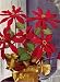 POINSETTIA PLANT Crochet Pattern - Vintage 1951 Pattern - Downloadable Ebook (ePattern) - AVAILABLE FOR DOWNLOAD to Kindle DX, Kindle for PC, Mac, iPhone, ... decoration, holiday, gift, pdf, crocheted)