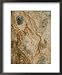 Algae and Bacteria in Thermal Runoff Near Hotsprings Photographers Framed Art Poster Print by Tom Murphy, 18x22