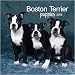 boston terrier - Boston Terrier Puppies 2008 Mini Wall Calendar