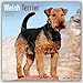 Welsh Terrier Calendar - Dog Breed Calendars 2017 - Dog Calendar - Calendars 2016 - 2017 wall calendars - 16 Month Wall Calendar by Avonside