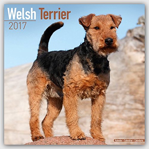 Welsh Terrier Calendar - Dog Breed Calendars 2017 - Dog Calendar - Calendars 2016 - 2017 wall calendars - 16 Month Wall Calendar by Avonside