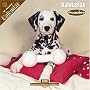 Dalmatian Puppies 2008 Wall Calendar