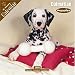 Dalmatian Puppies 2008 Wall Calendar