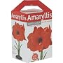 TotalGreen AMC-12 Amaryllis Gift Box