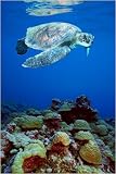 Sea Turtle - Nature Poster (Size: 24" x 36")
