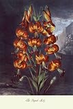 Art Poster, The Superb Lily - 20x30