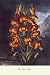 Art Poster, The Superb Lily - 20x30