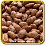 Dry Bean Seeds - 'Pinto' Vegetable Seed Packet (200 Seeds)