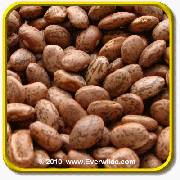1 Oz Dry Bean Seeds - 'Pinto' Bulk Vegetable Seeds