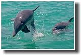 Dolphins At Play Poster