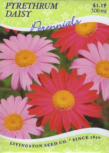 Pyrethrum Daisy P