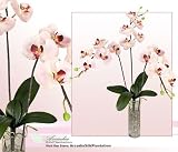 Three 35" Phalaenopsis Orchid Artificial Silk Flower Bendable Sprays