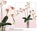 Three 35" Phalaenopsis Orchid Artificial Silk Flower Bendable Sprays