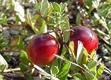 517gU7xMwQL. SL160  Goji Berry Seeds