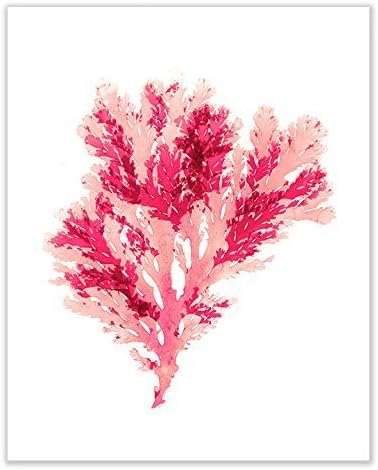 Coral Seaweed Print No. 14, 8x10 Inch Coastal Decor Print