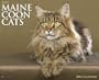Maine Coon Cats 2014 Calendar