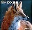 Foxes 2010 Wall Calendar