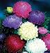David's Non-Hybrid Flower Aster Tower Custom Mix (Callistephus chinensis) 50 Seeds per Packet