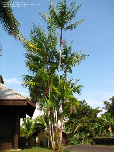 Seeds and Things 10 Seeds Acai Palm An Extraordinary Antioxidant-Rich Palm Fruit Seeds and Things 10 Seeds Acai Palm An Extraordinary Antioxidant-Rich Palm Fruit