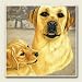 Kitchen & Housewares : AbsorbaStone Coaster set~ Two Yellow Labs ~4 Tile Drink Coasters ~ code 865C