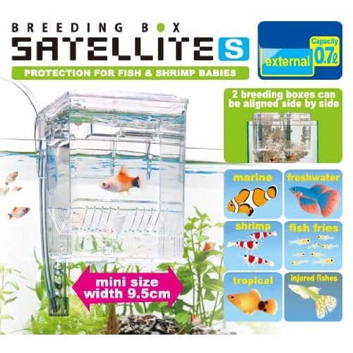 fish breeder box