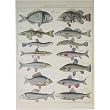 Cavallini Histoire Naturelle Fish Gift Wrap Paper Decoupage Poster