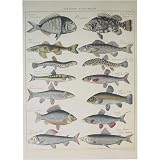 Cavallini Histoire Naturelle Fish Gift Wrap Paper Decoupage Poster , One
