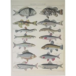 Cavallini Histoire Naturelle Fish Gift Wrap Paper Decoupage Poster