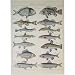 Cavallini Histoire Naturelle Fish Gift Wrap Paper Decoupage Poster