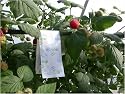 SPIDERMITE KILLER - 10 SLOW RELEASE BAGS