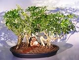 Bonsai Boys Variegated Hawaiian Umbrella Bonsai TreeBanyan Style Double Planting (<i>arboricola schefflera</i>) 517iedQeg3L. SL160 Bonsai Boys Variegated Hawaiian Umbrella Bonsai TreeBanyan Style Double Planting (<i>arboricola schefflera</i>)