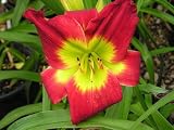 Amazon / Hirts: Daylily: Christmas Is Daylily - Hemerocallis - Rebloomer!