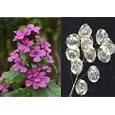 Money or Silver Dollar Plant Seeds, Lunaria annua